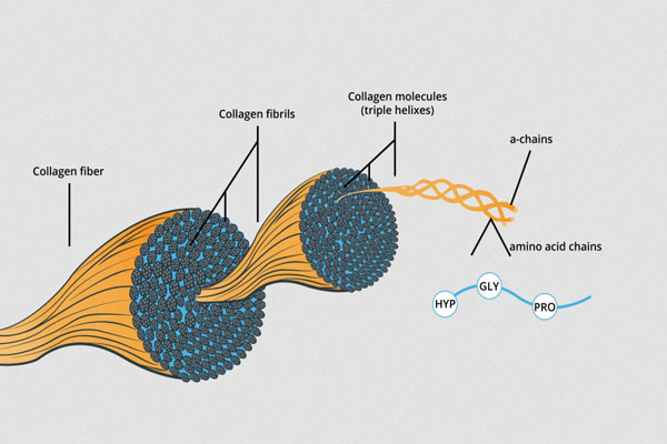 کلاژن چیست؟ چه نقشی در بدن ما دارد؟